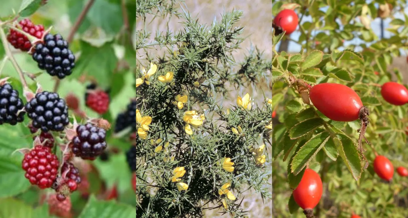 Free support for landholders tackling woody weeds