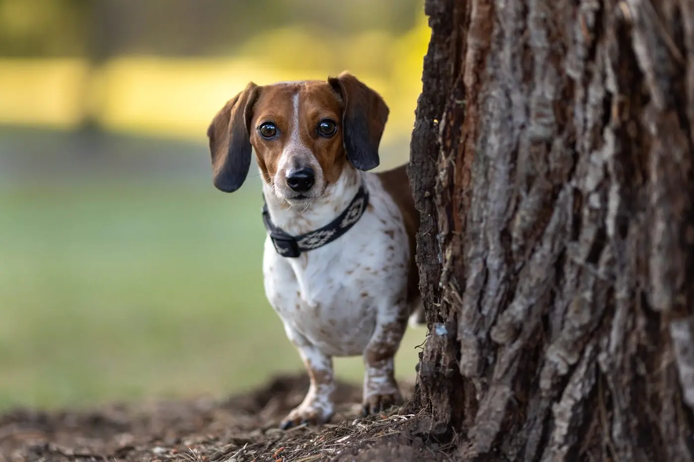 RANCH: The naughty but nice mini dachshund was photographed in the Mansfield Botanic Park. PHOTO: Sandra Lording