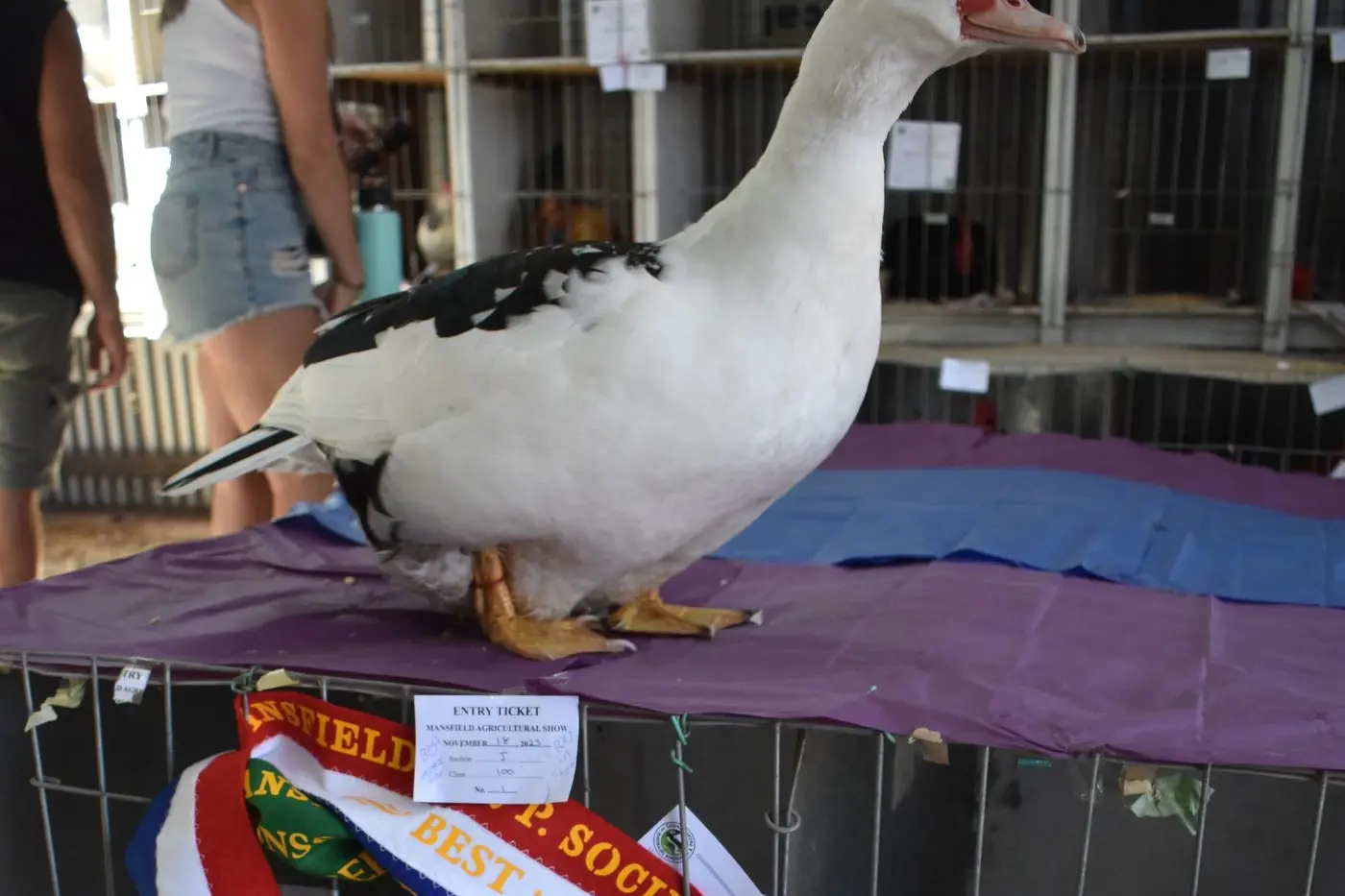 PRIZE FOWL: Local agriculture shows support farming communities and shine a spotlight on the industry, with prize animals and produce on display.