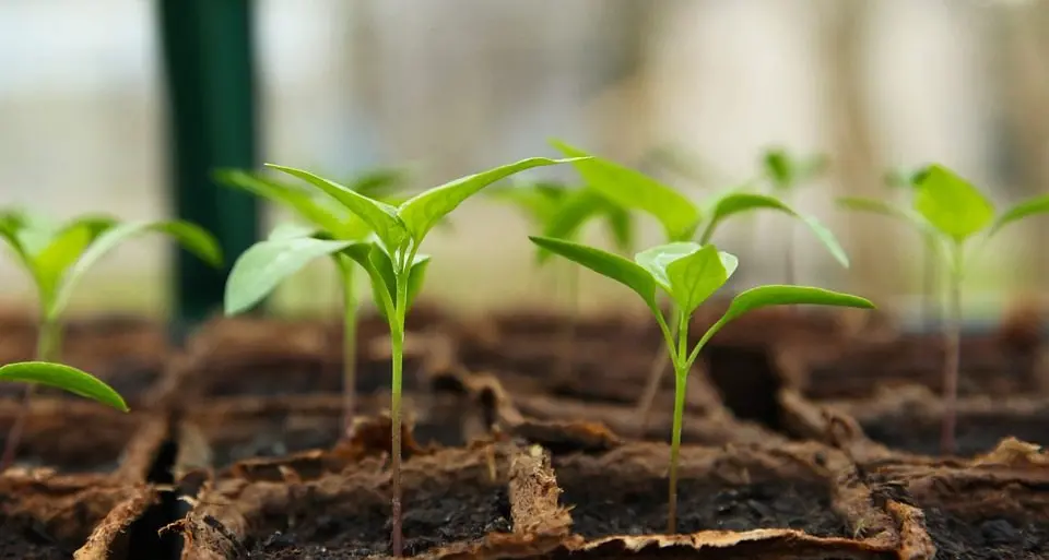 Time to think about winter vegies
