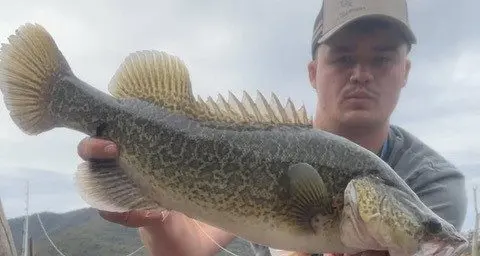 Angler asks and answers what's the angle with licences?