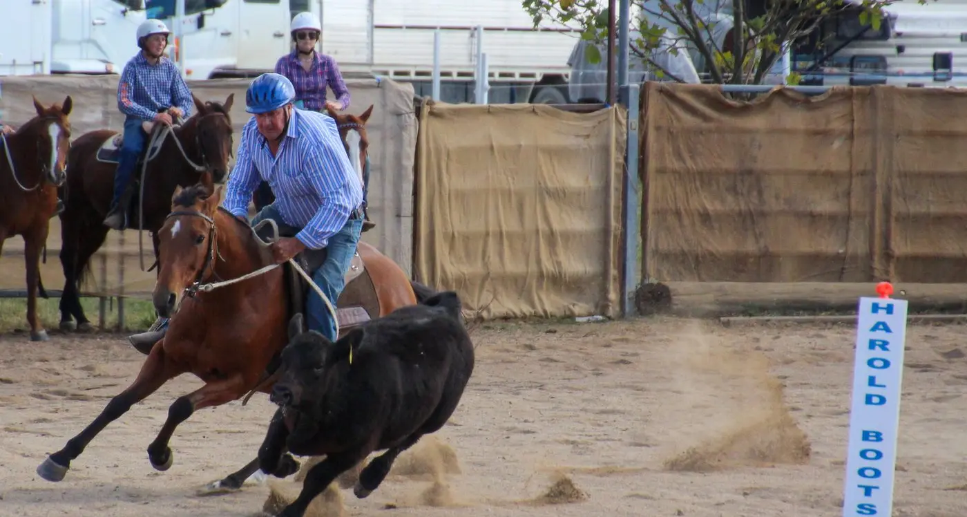 Campdraft kicks off at new Merton venue