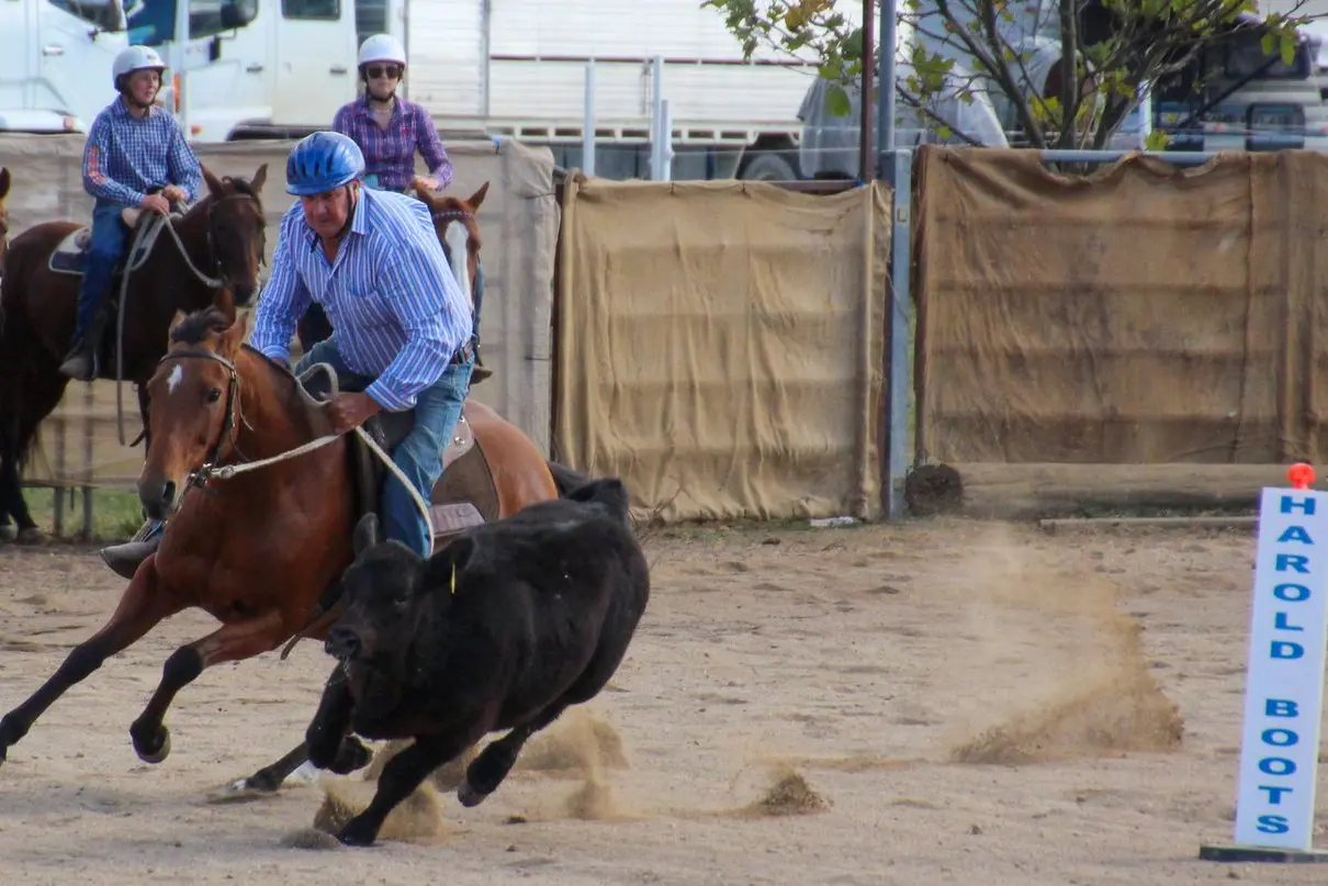 Around the peg: Dennis Heywood and Willy competing at the inaugural Merton Campdraft at Merrijig in 2023. Photo: Lynn Elder Id:39470
