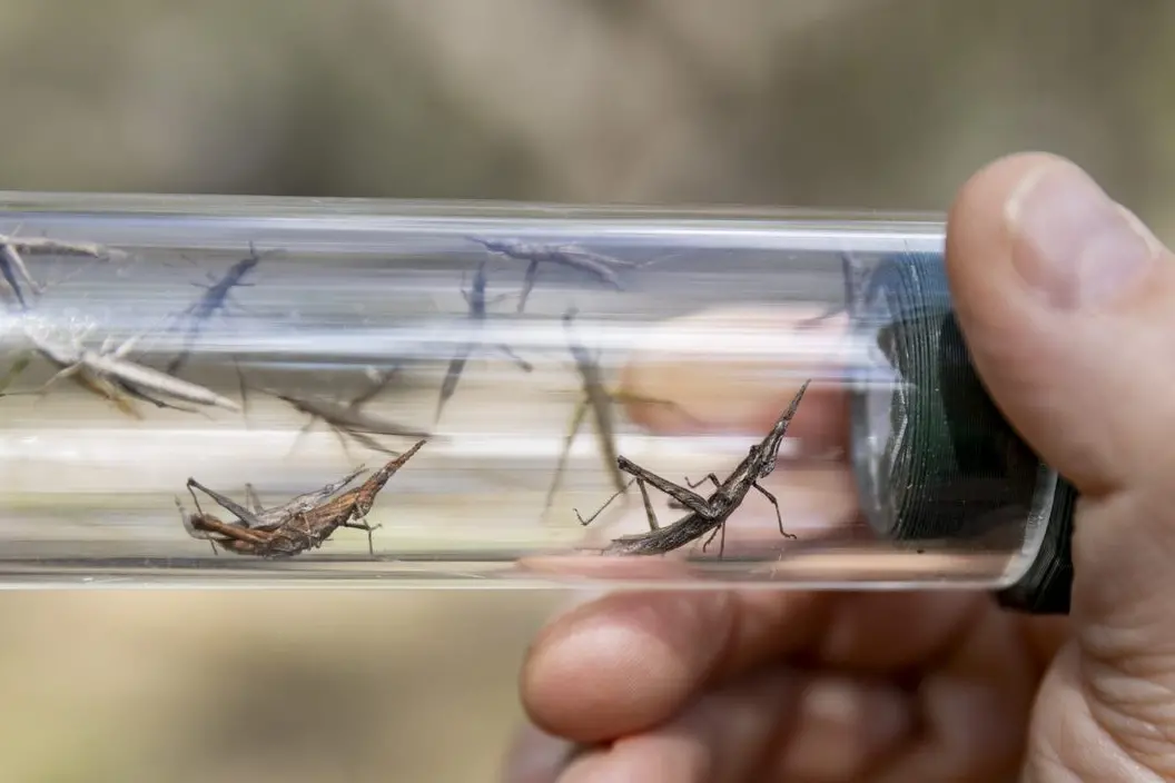 YOU BETTER NOT POOT: A fraction of the one hundred specimens captured in a \\'pooter\\' at a Tolmie site last September. PHOTO: Jo Howell/Zoos Victoria