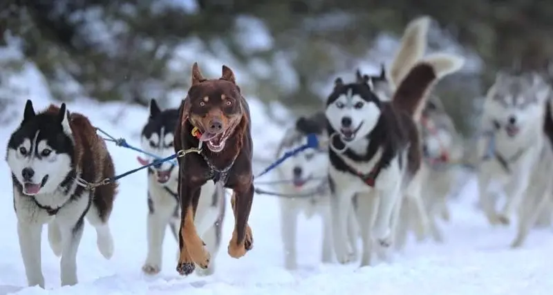 Sled dog operators call for help