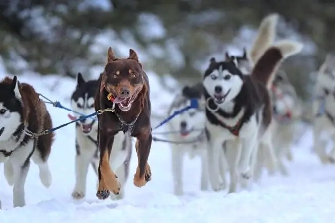 SNOW MUCH FUN: Owners Brett and Neehsa of Australian Sled Dog Tours are looking for a new home for them and their dogs (pictured).