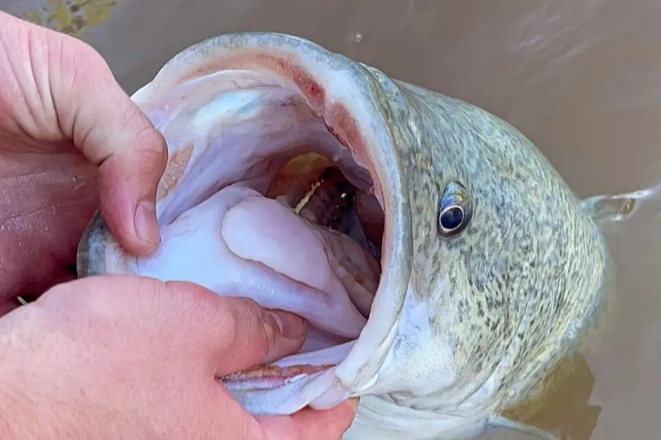 Surface fishing for big cod