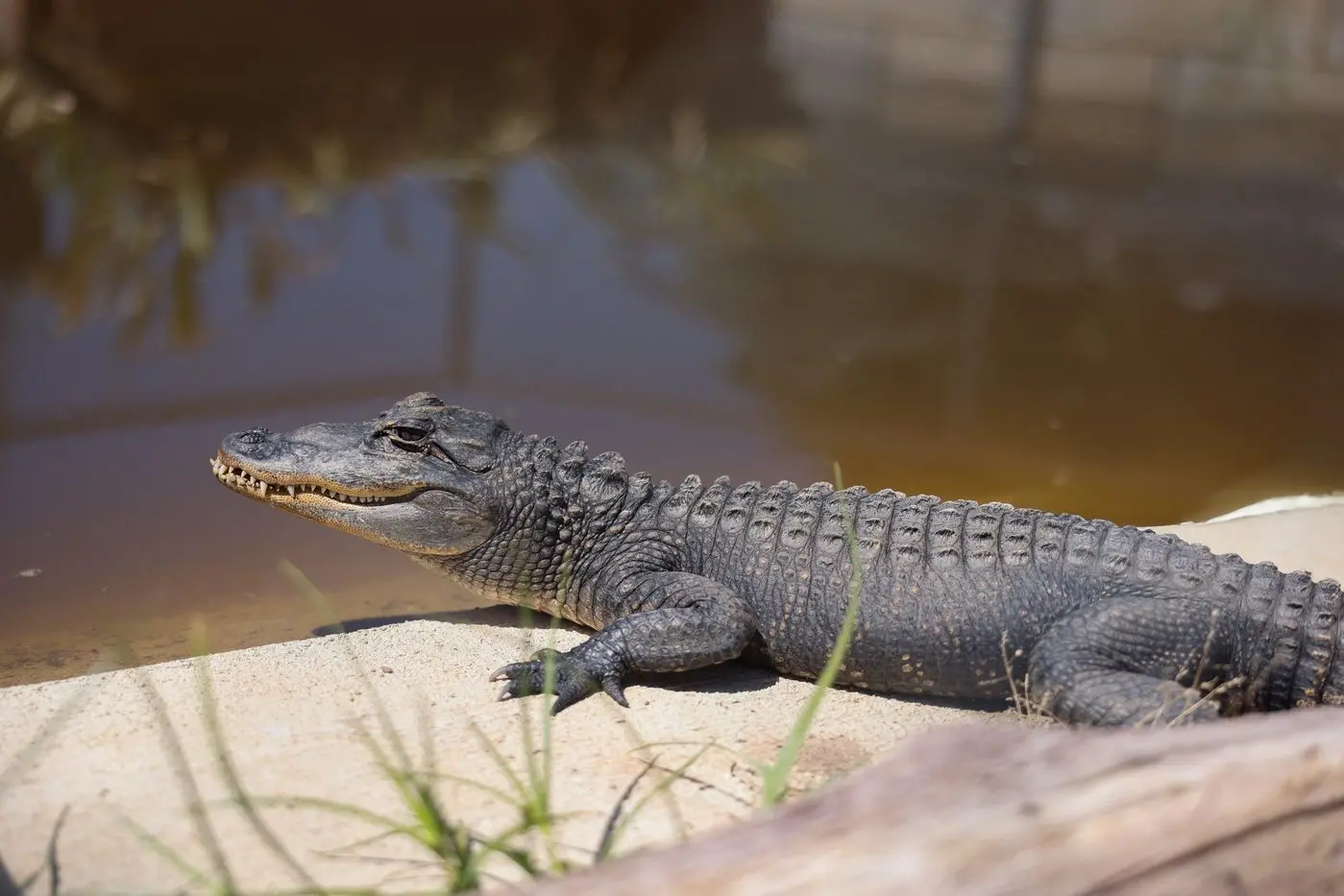 SCOOTER: He is eight years old and came from the Hunter Valley Wildlife Park. Scooter is 1.2 metres long and around 40 kilograms.