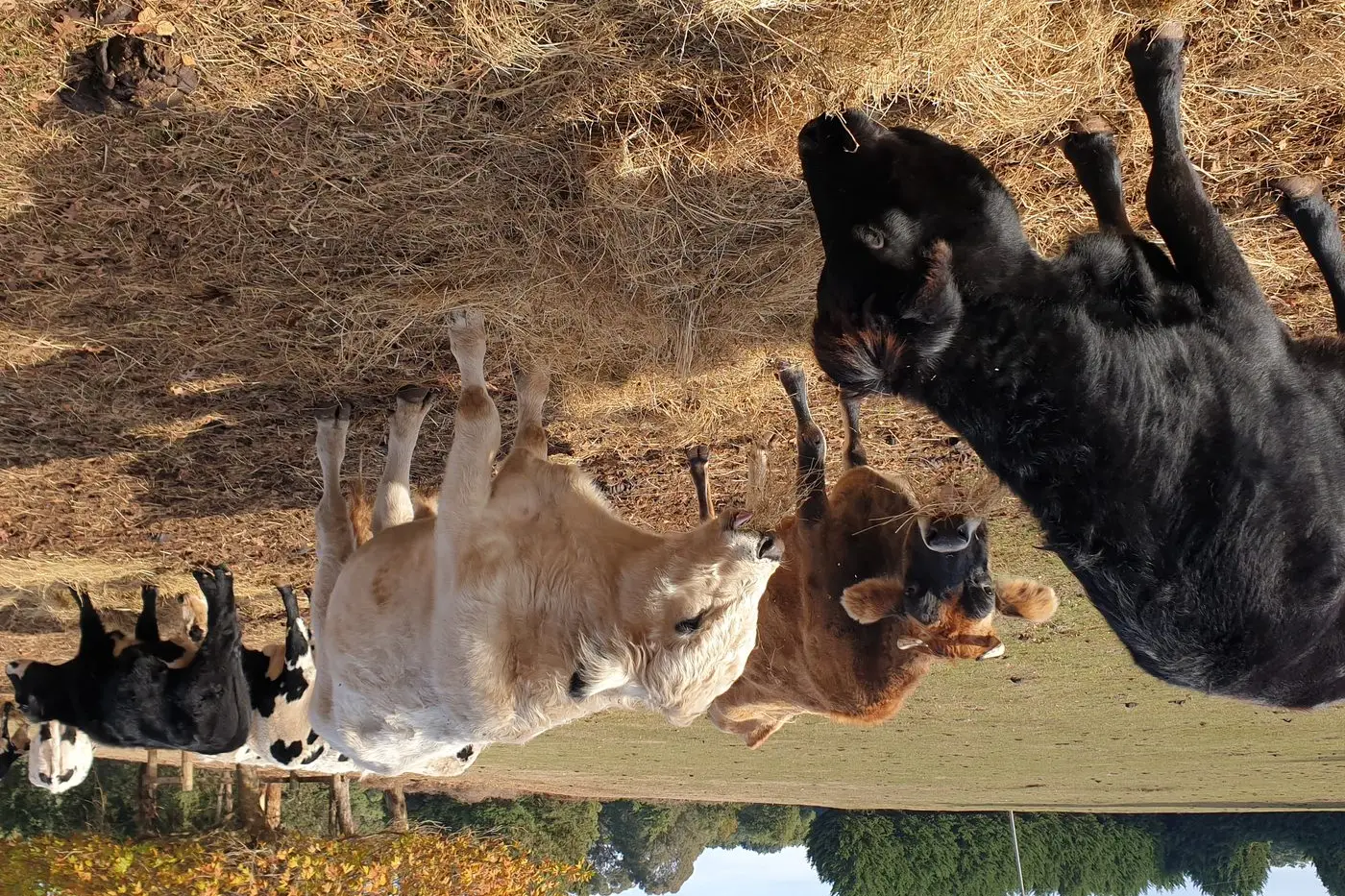 FEEDING TIME: Dot the Jersey house cow leads the charge while Ernie the bull waits his turn during the morning feed.