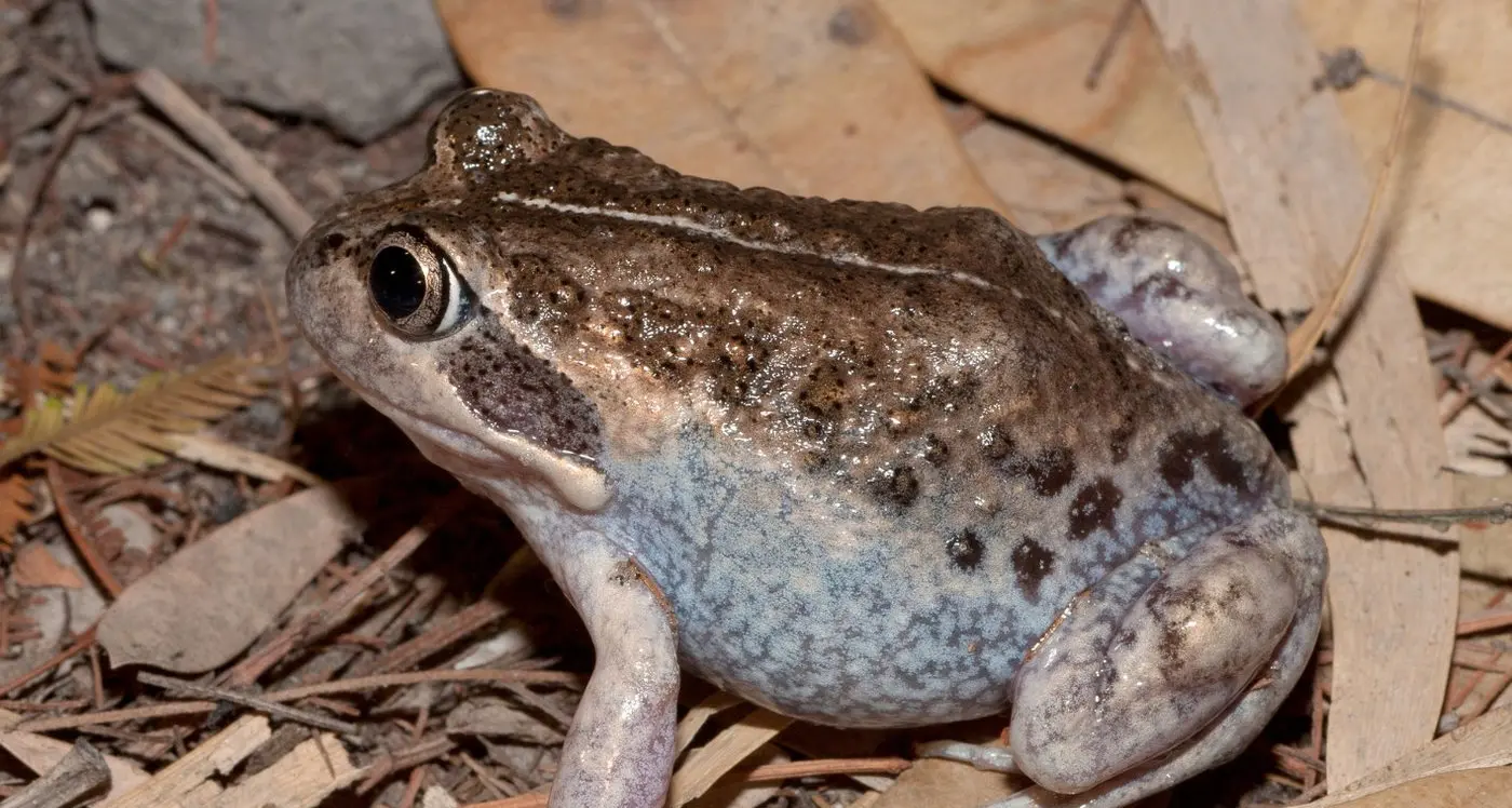 Frog ponds: a simple way to support local wildlife in Mansfield