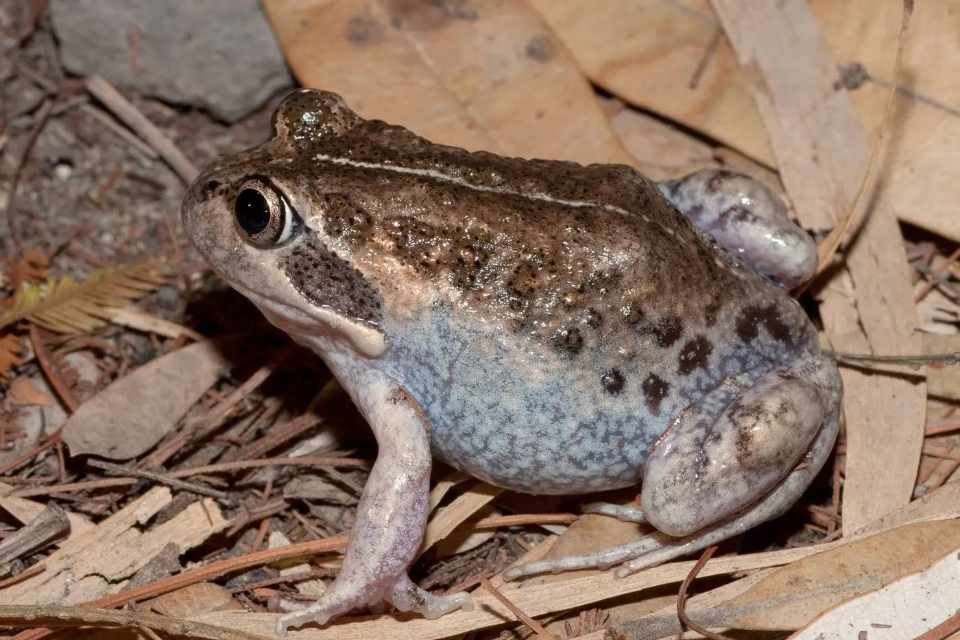 HAPPY HOPPER: A frog-friendly pond provides habitat for native species such as the Eastern Banjo Frog (Pobblebonk).