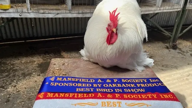 Poultry lovers flock to Mansfield Show