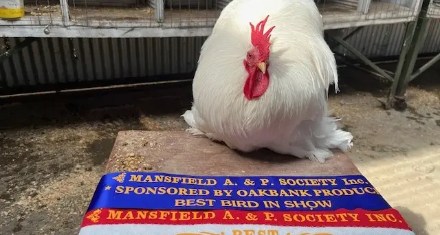 Poultry lovers flock to Mansfield Show