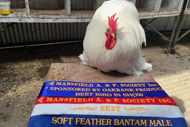 <p>BEST BIRD IN SHOW: This handsome white pekin took out the top prize last year</p>\\n