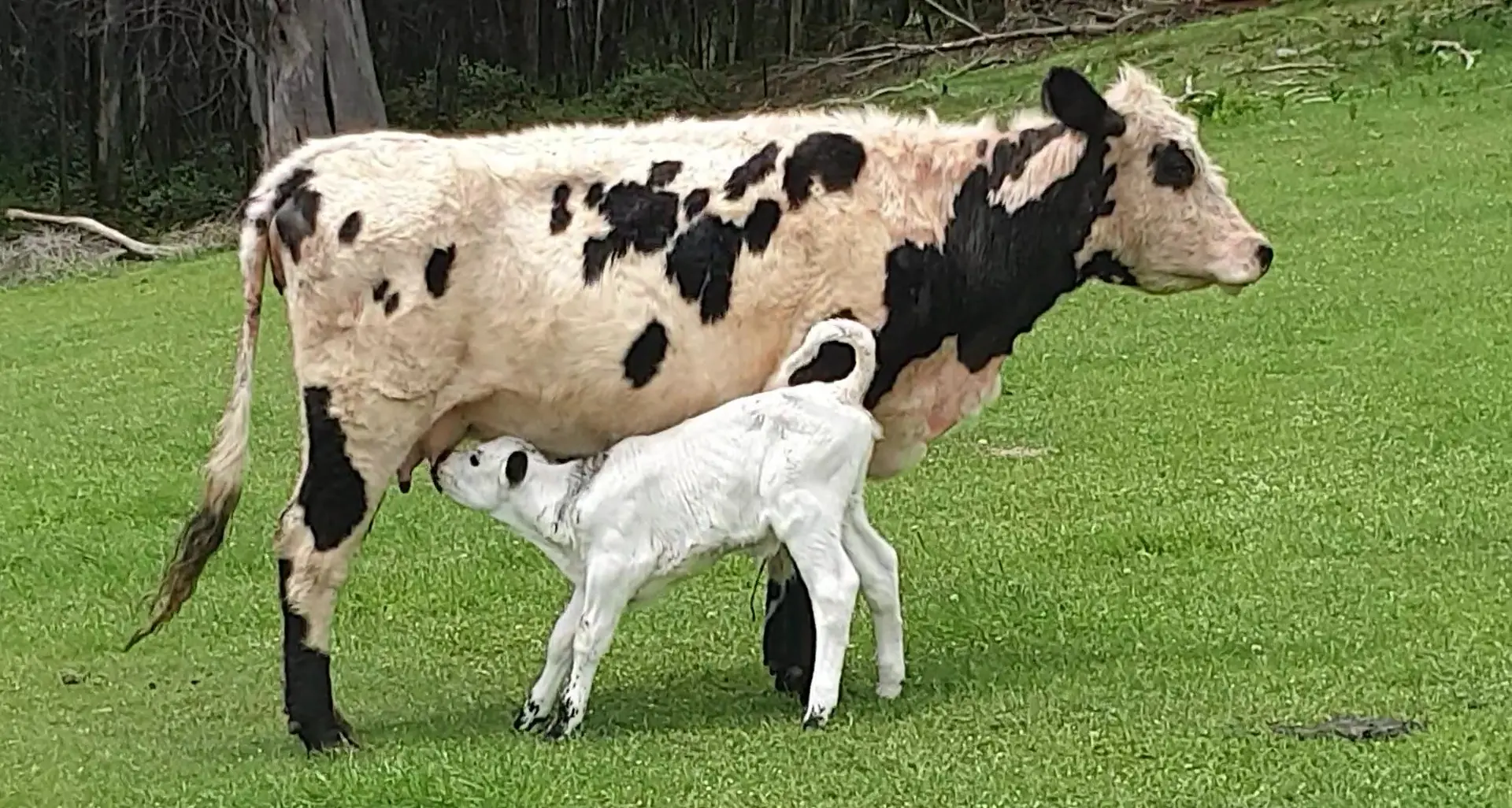 Healthy calves: a season shaped by lessons learned