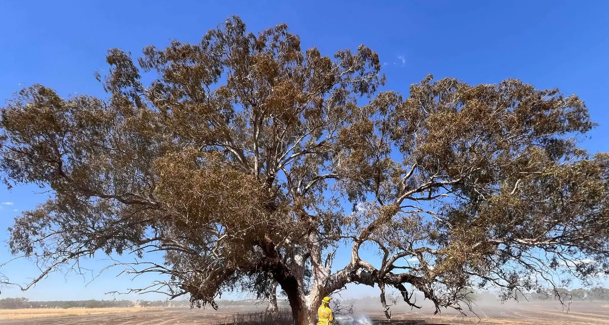 Header sparks 40ha blaze in Lilliput