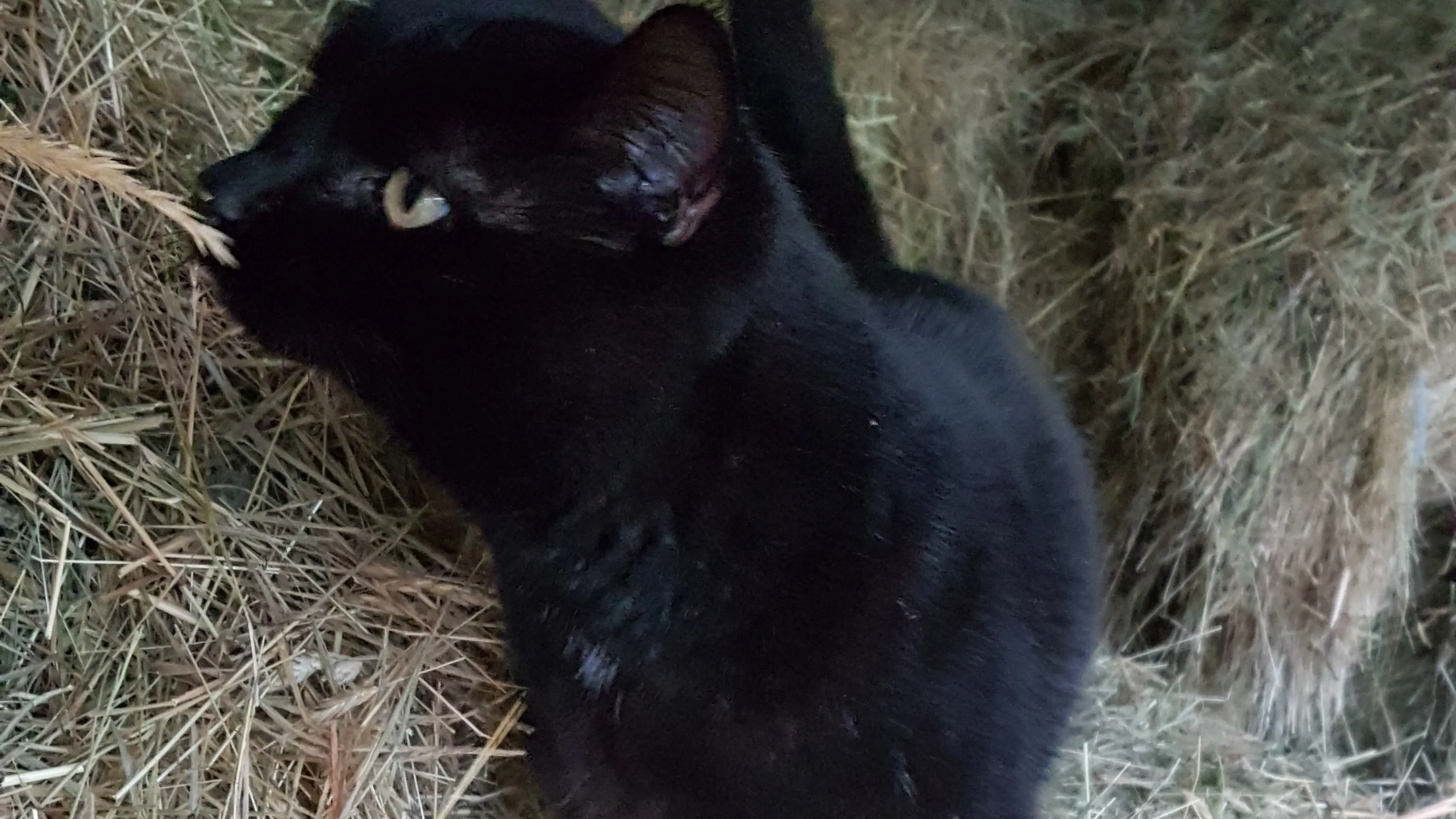 Rodent control: just another night