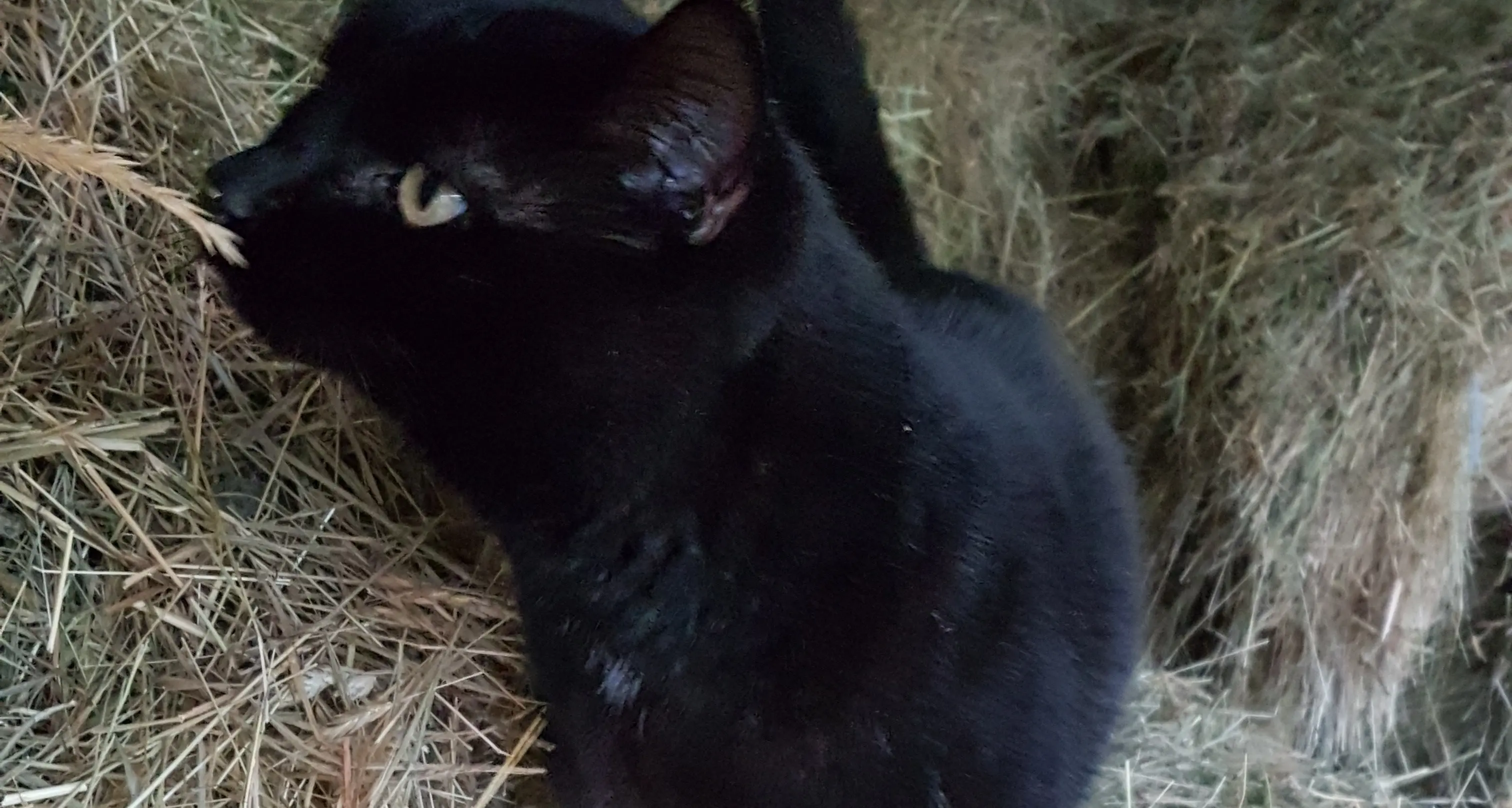 Rodent control: just another night