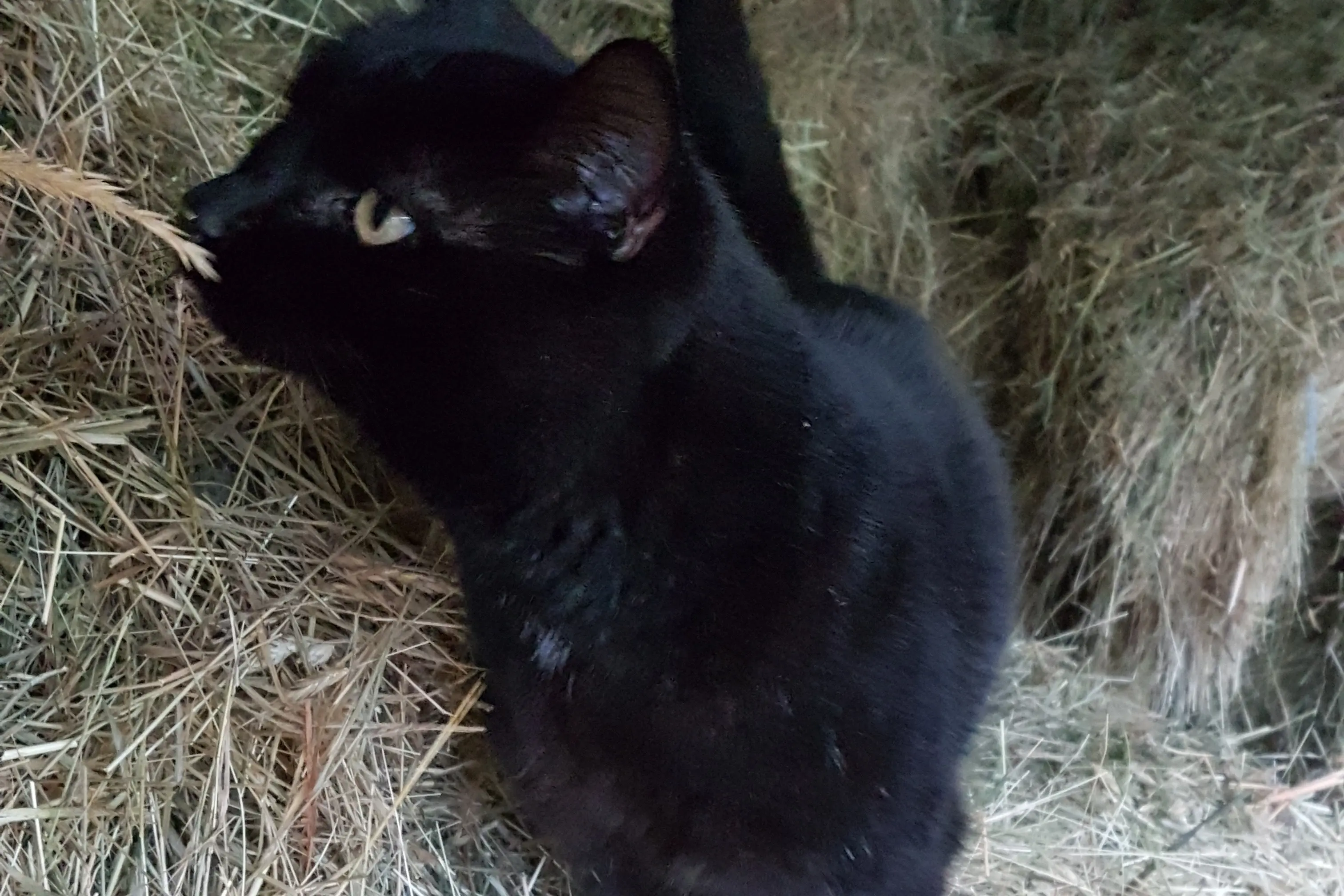 <p>Moya, supervisor of rodent control</p>\\n