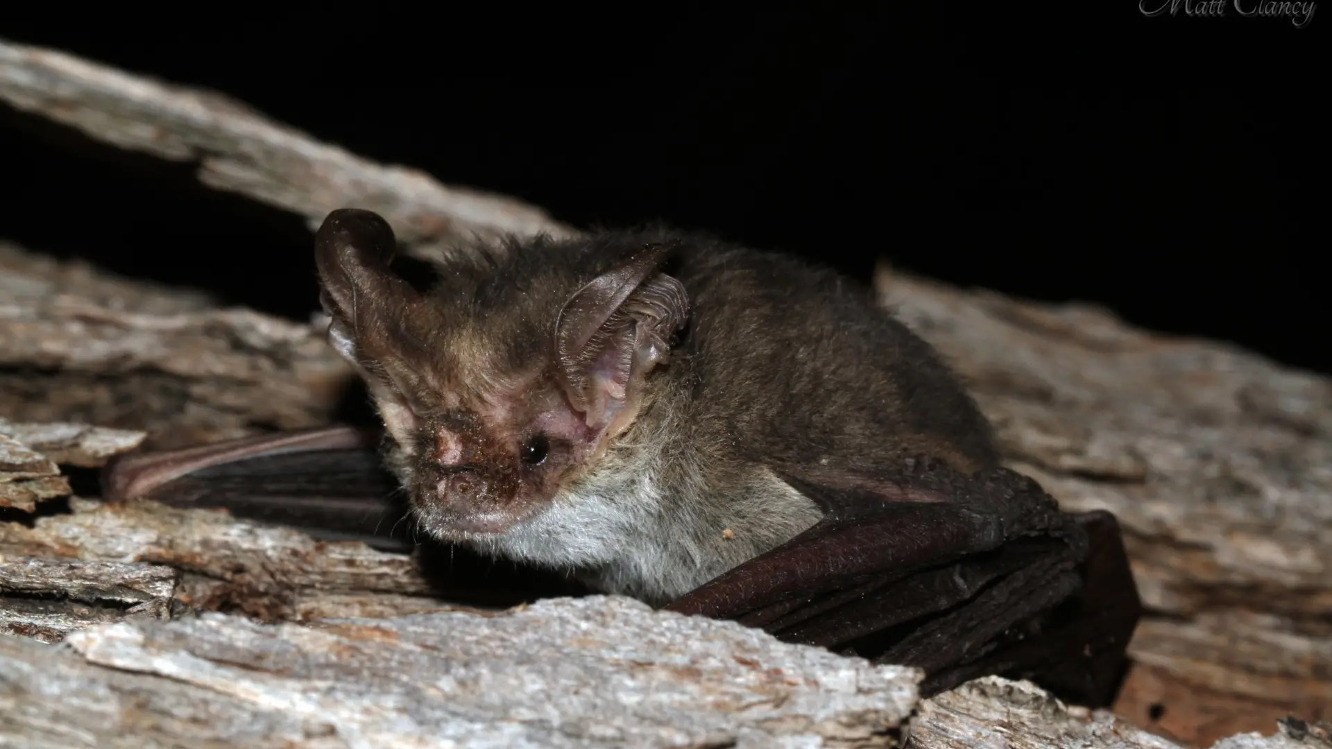 Bats, cats and bogong moths…