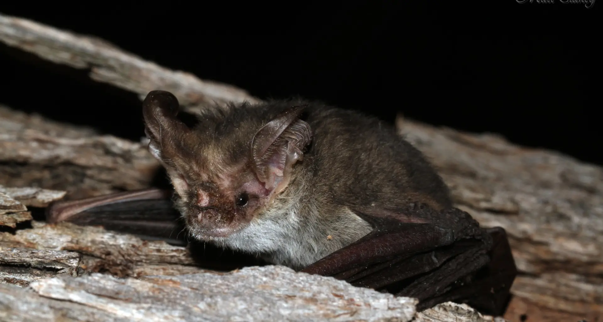 Bats, cats and bogong moths…