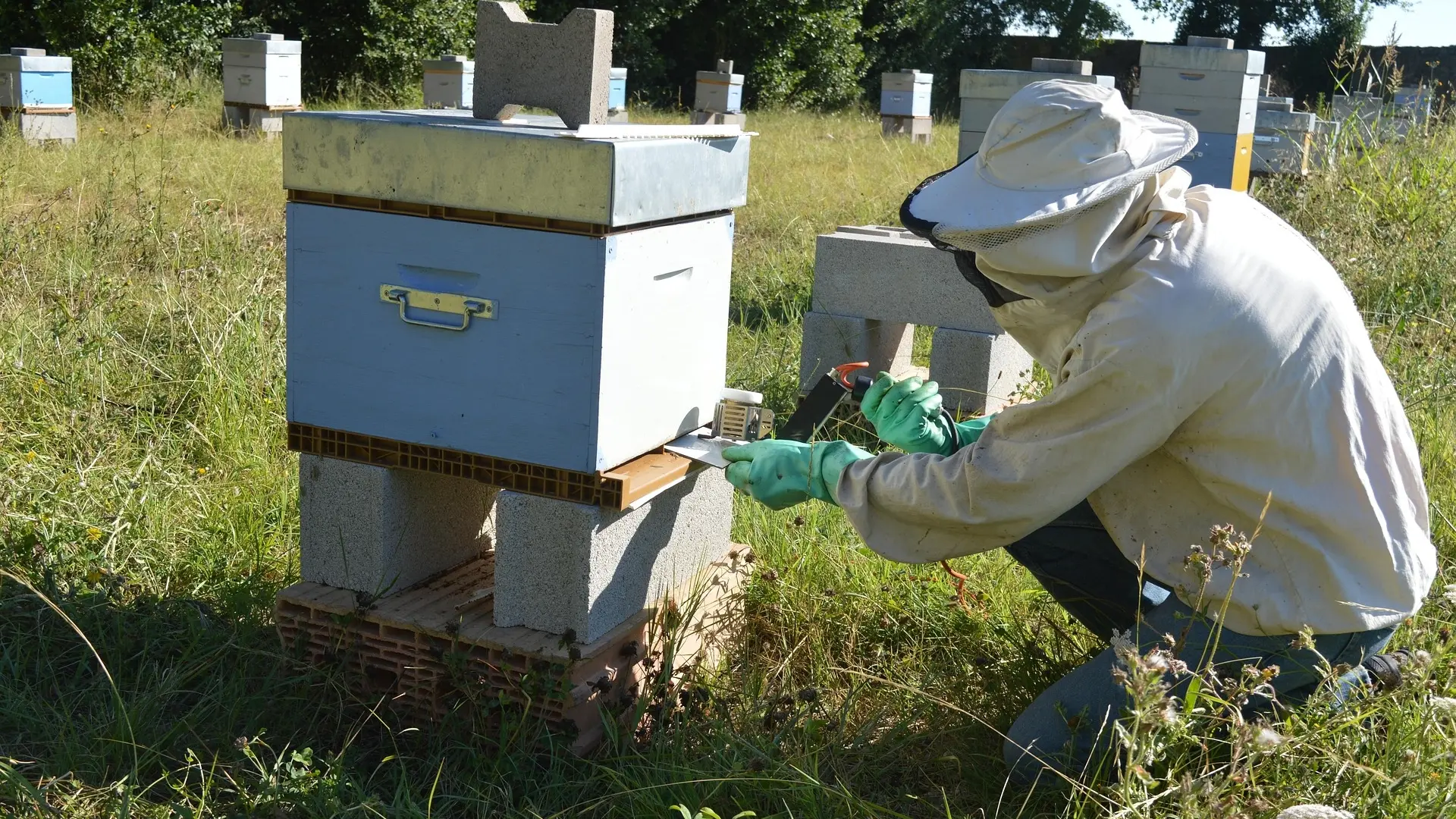 Varroa mite resistance to chemicals confirmed in north east