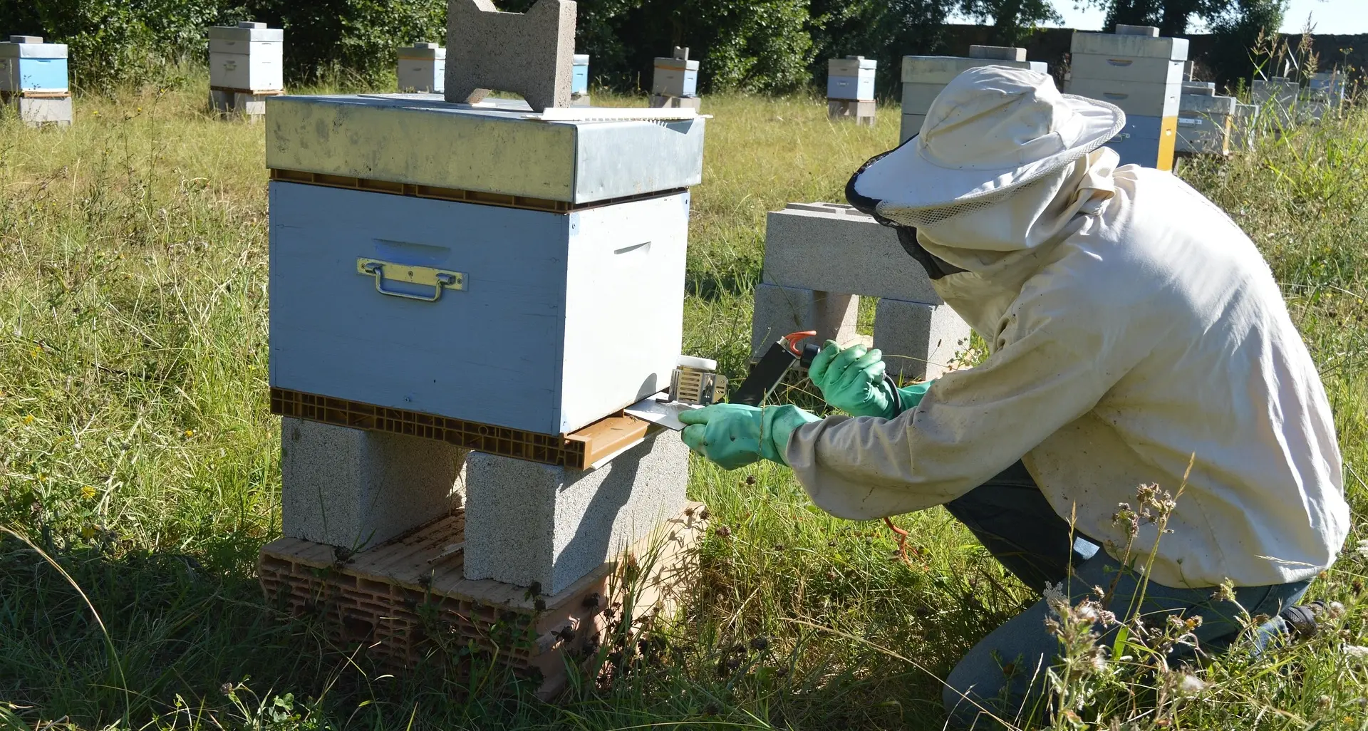 Varroa mite resistance to chemicals confirmed in north east
