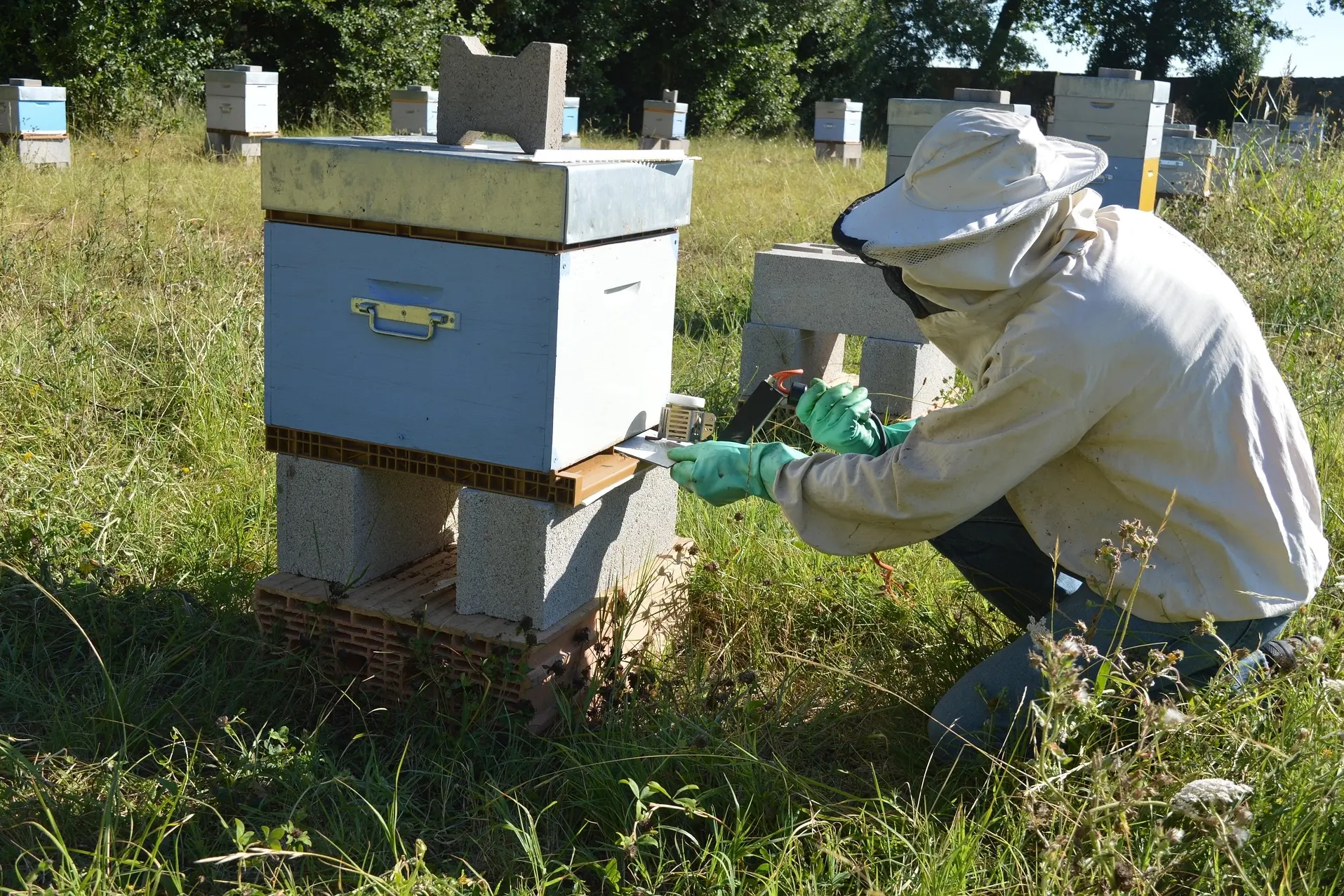 <p>VARROA RESISTANT: A beekeeper using Oxalic Acid against the Varroa mite.</p>\\n