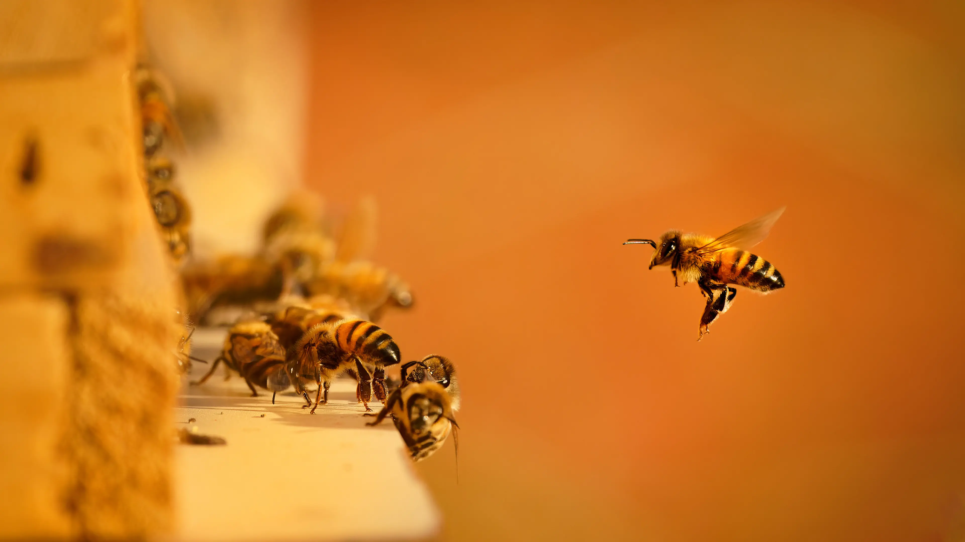 Bees have never been more of a friend