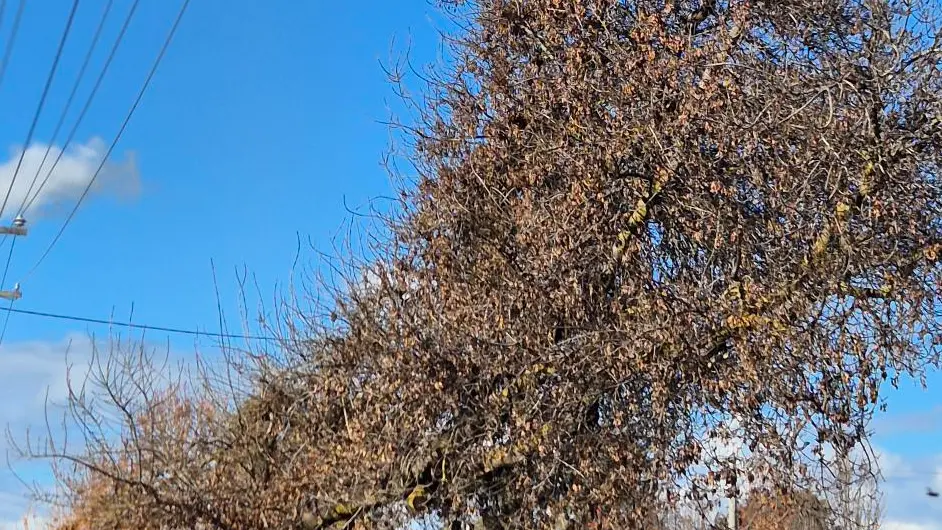Council pushes for tree pruning rethink