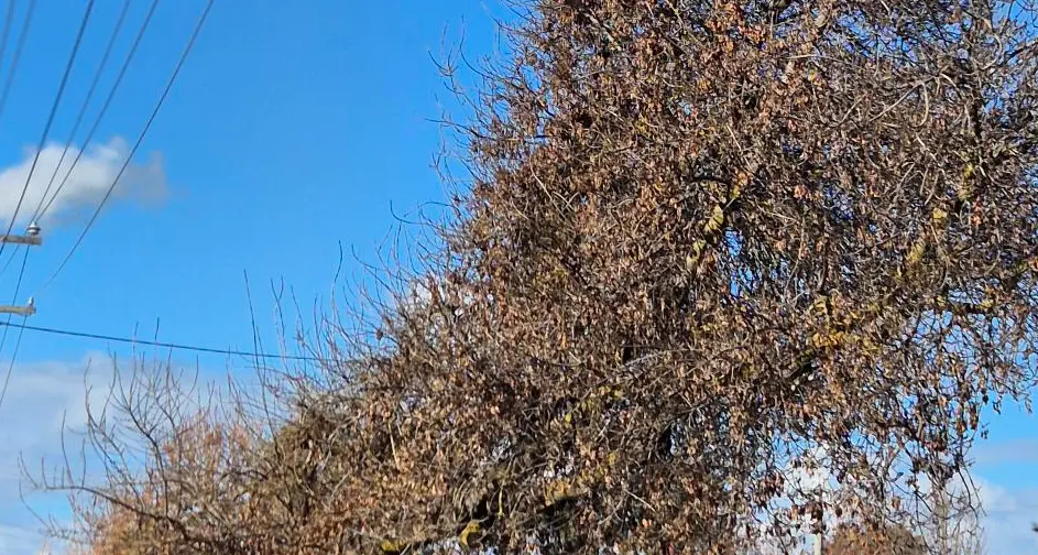 Council pushes for tree pruning rethink
