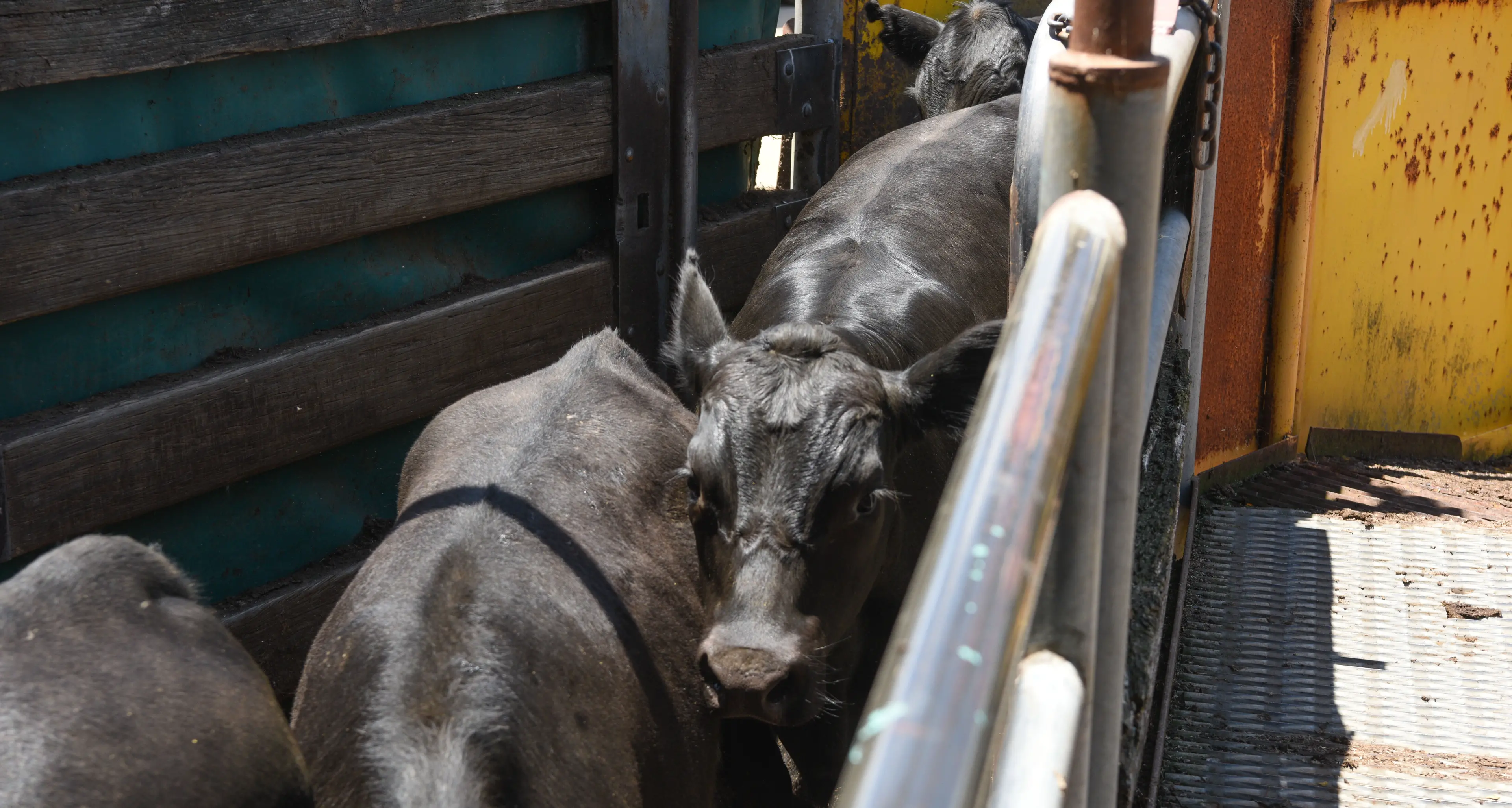 Prices hold firmly to strongly