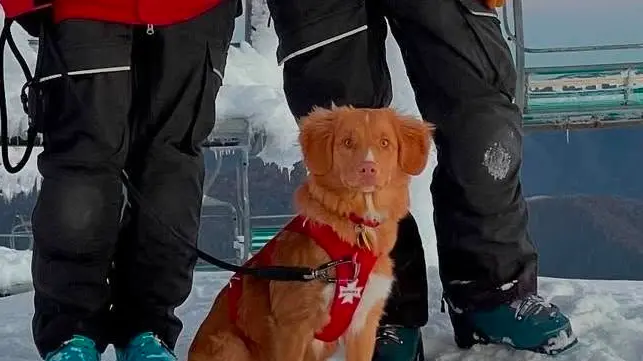 Buller's Chilli is world's top pup