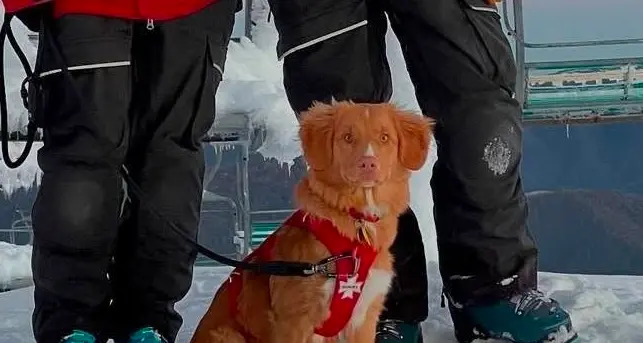 Buller's Chilli is world's top pup
