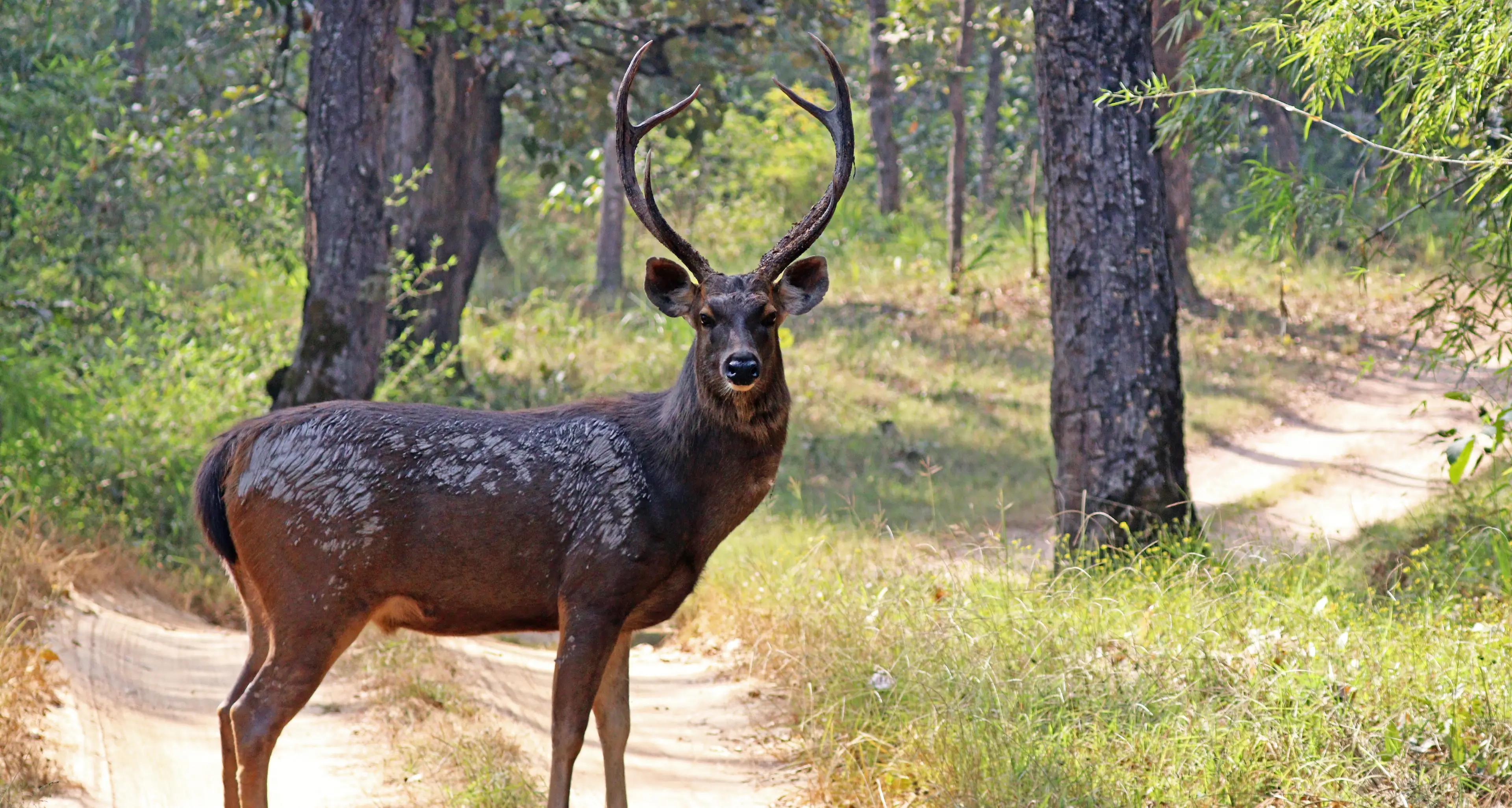 Deer hunting keeps Mansfield in the sights